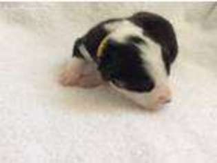 Pembroke Welsh Corgi Puppy for sale in Saguache, CO, USA