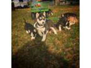 Siberian Husky Puppy for sale in New Concord, OH, USA