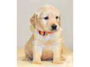 Labrador Retriever Puppy for sale in HOWE, IN, USA