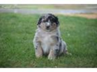 Australian Shepherd Puppy for sale in Waddell, AZ, USA