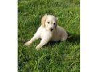 Goldendoodle Puppy for sale in Kirksville, MO, USA