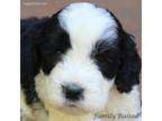 Labradoodle Puppy for sale in Kendall, NY, USA