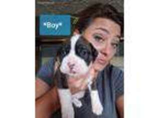Boxer Puppy for sale in Chesapeake, OH, USA