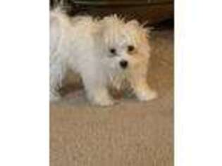 Maltese Puppy for sale in Powder Springs, GA, USA