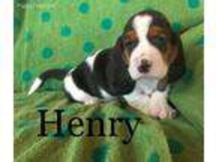 Basset Hound Puppy for sale in Joplin, MO, USA