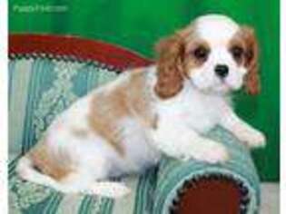 Cavalier King Charles Spaniel Puppy for sale in Dayton, TX, USA