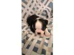 Boston Terrier Puppy for sale in Zavalla, TX, USA
