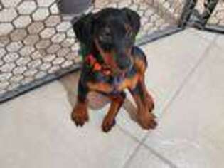 Doberman Pinscher Puppy for sale in Port Saint Lucie, FL, USA