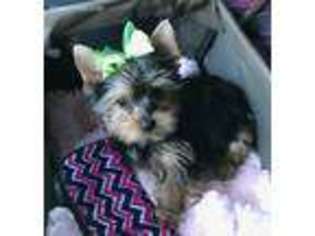 Yorkshire Terrier Puppy for sale in Yukon, OK, USA