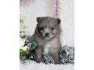 Pomeranian Puppy for sale in Stanley, WI, USA