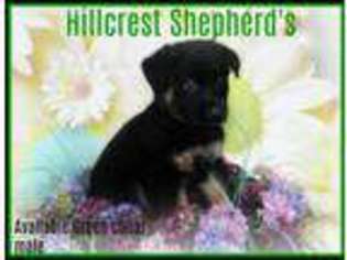 German Shepherd Dog Puppy for sale in Greenville, NY, USA
