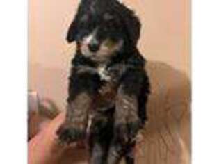 Mutt Puppy for sale in Foristell, MO, USA