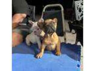 French Bulldog Puppy for sale in Pahrump, NV, USA