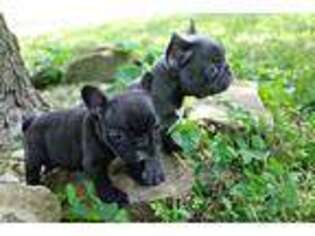 French Bulldog Puppy for sale in Bowling Green, KY, USA