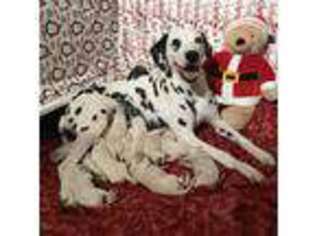 Dalmatian Puppy for sale in Boca Raton, FL, USA