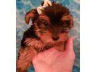 Yorkshire Terrier Puppy for sale in Goodyear, AZ, USA