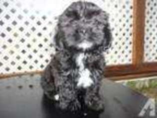 Shih-Poo Puppy for sale in DERRY, NH, USA