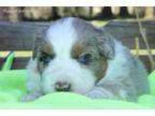 Australian Shepherd Puppy for sale in Yelm, WA, USA