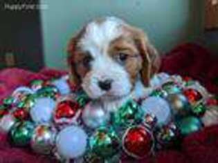 Cavalier King Charles Spaniel Puppy for sale in Keystone, SD, USA