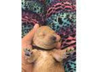 Mutt Puppy for sale in Locust Grove, VA, USA