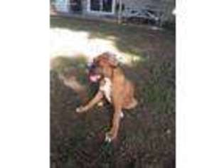 Boxer Puppy for sale in Akron, PA, USA