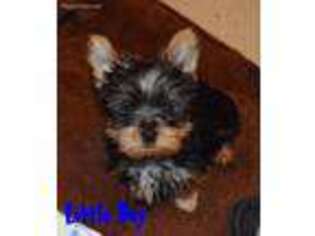 Yorkshire Terrier Puppy for sale in Beckley, WV, USA