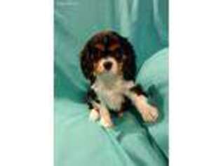 Cavalier King Charles Spaniel Puppy for sale in Loysville, PA, USA