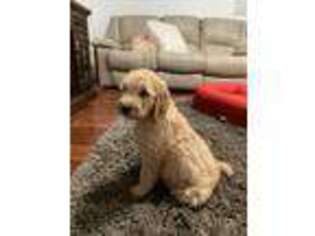Labradoodle Puppy for sale in Woodinville, WA, USA