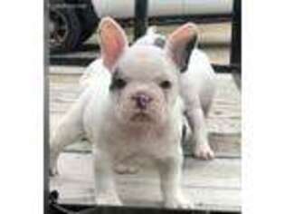 French Bulldog Puppy for sale in Waco, TX, USA