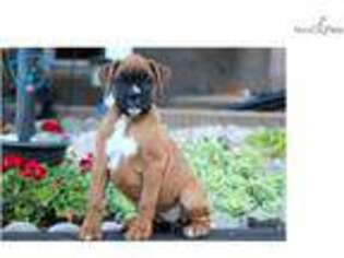 Boxer Puppy for sale in Lancaster, PA, USA