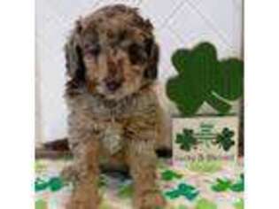 Goldendoodle Puppy for sale in Exeter, MO, USA