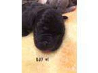 Great Dane Puppy for sale in Jordan, MN, USA