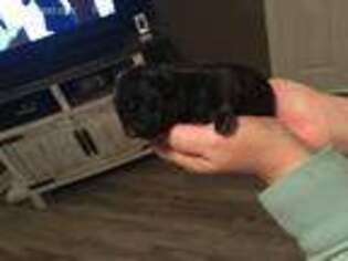 French Bulldog Puppy for sale in Searcy, AR, USA