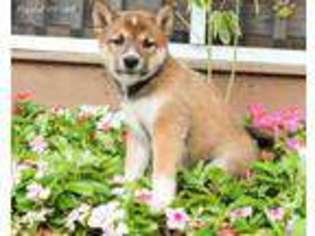 Shiba Inu Puppy for sale in Newburg, PA, USA