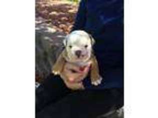 Bulldog Puppy for sale in Mead, CO, USA