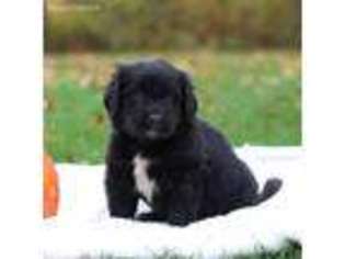 Newfoundland Puppy for sale in Oxford, PA, USA
