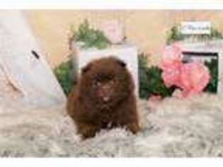 Pomeranian Puppy for sale in Fort Wayne, IN, USA