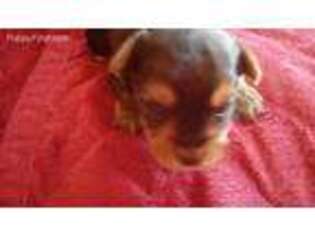Yorkshire Terrier Puppy for sale in Bonners Ferry, ID, USA