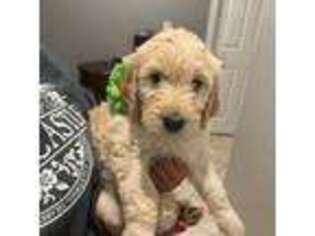 Goldendoodle Puppy for sale in Acton, CA, USA