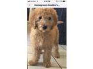 Goldendoodle Puppy for sale in Steward, IL, USA