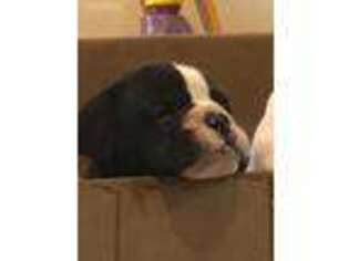 Olde English Bulldogge Puppy for sale in Oak Park, IL, USA
