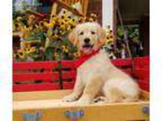 Golden Retriever Puppy for sale in Thomasville, NC, USA