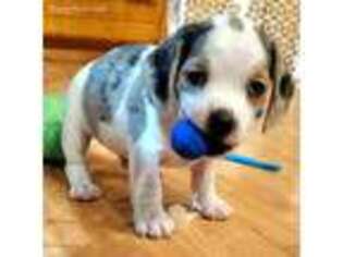 Beagle Puppy for sale in Red Bluff, CA, USA