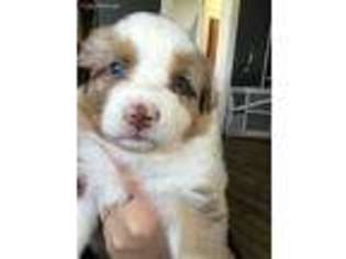 Australian Shepherd Puppy for sale in Sargeant, MN, USA