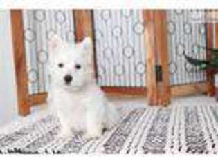 West Highland White Terrier Puppy for sale in Fort Myers, FL, USA