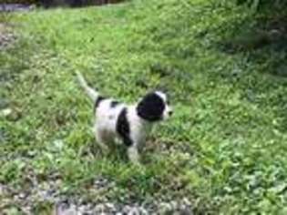 Cavalier King Charles Spaniel Puppy for sale in Leicester, NC, USA