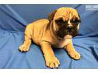 Bulldog Puppy for sale in Hattiesburg, MS, USA