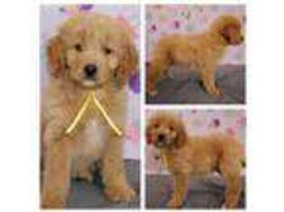 Goldendoodle Puppy for sale in Placerville, CA, USA