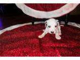 Dalmatian Puppy for sale in Tulsa, OK, USA
