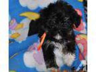 Havanese Puppy for sale in SAINT AUGUSTA, MN, USA